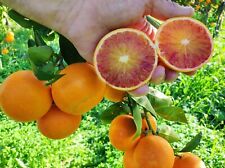 ♥️ ARANCE  TAROCCO