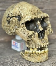 Homo erectus Dmanisi Skull 2