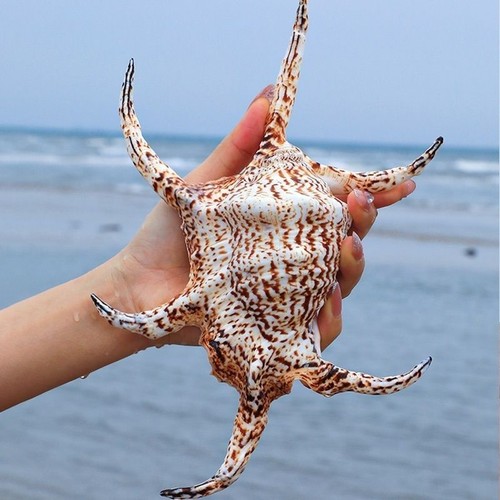 Conchiglia marina esagonale