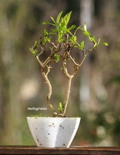 Prebonsai Melograno  (29)