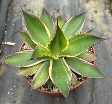Vendita Raro Cactus Agave