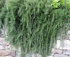 Rosmarinus officinalis