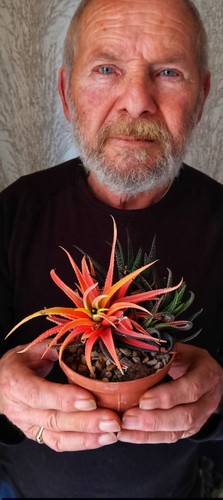Haworthia radula variegata