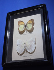 Farfalle vintage montate in