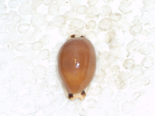 Cypraea lurida subfossil - cypraea,