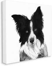 Border Collie Pet Dog Portrait
