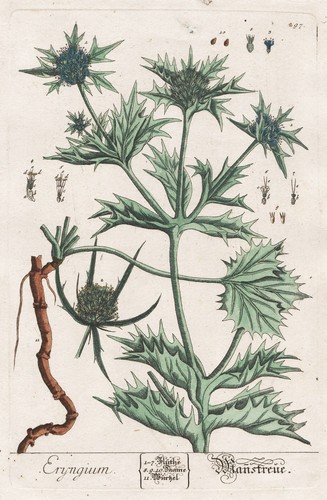 Mannstreu edeldistel eryngo - mannstreu,