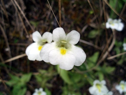 Rara pianta carnivora - rara,