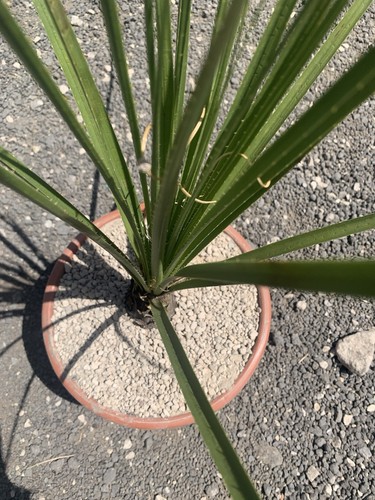 Dasylirion serratifolium vaso - dasylirion,