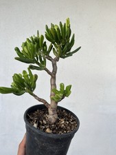 Bonsai  Crassula Ovatta Hobbit
