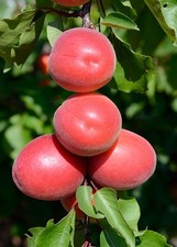 Pianta di Albicocco: varietà