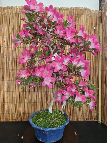 Bonsai azalea 66cm visita - h,