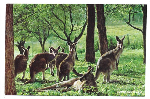 Qsl radio australia - qsl,