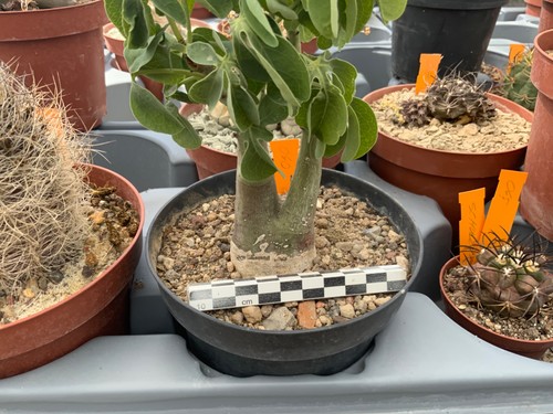 217 adenia glauca wysiwyg - adenia,