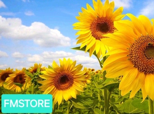 Girasole gigante sunflower - girasole,