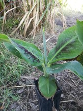 PIANTA di BANANO