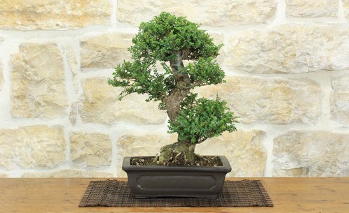 Bonsai olmo parvifolia - olmo,