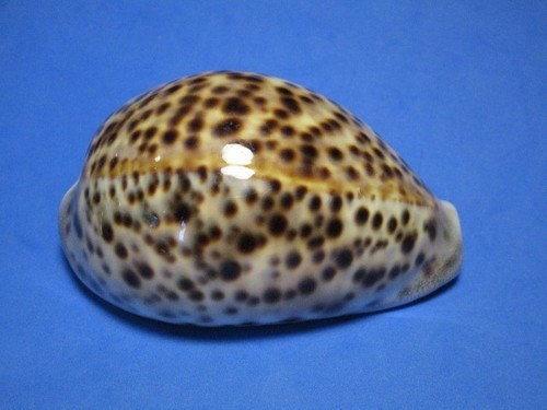 Cypraea tigris pardalis - , (shaw
