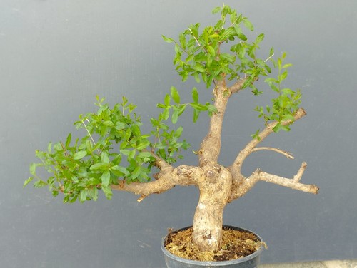 Pre bonsai melograno - pre-bonsai,