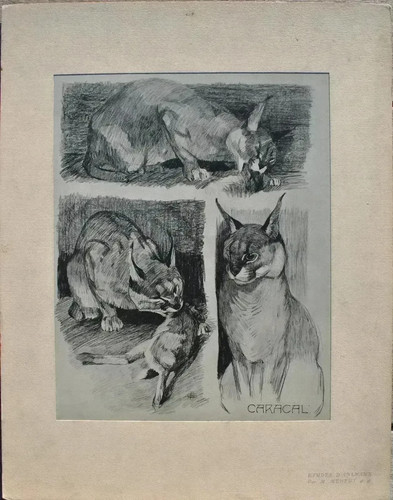 Mathurin meheut caracal e - mathurin,