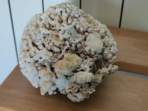 Conchiglia shell madrepora - conchiglia,