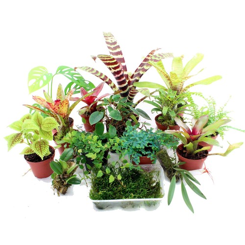 Piante terrario set - da,