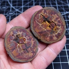 Fossile Settario Marocco 50 milioni di anni Africa Geode Septaria Dino 02