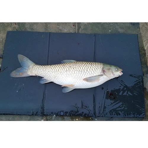 Attrezzatura pesca tappetino - attrezzatura,