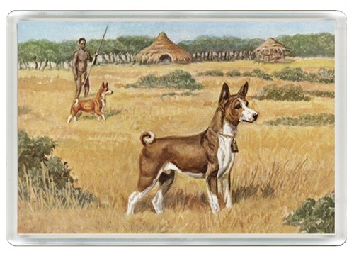 Basenji dog fridge magnet - dog,