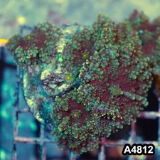 Item#A4812IN4812(M) WYSIWYG