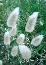 100 Semi Coda di lepre Lagurus Ovatus Hare's tail Queue de lièvre Samtgras seeds