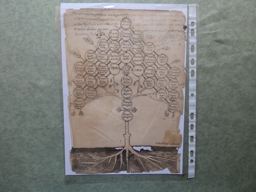 Albero genealogico fine - albero, 700