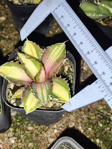 Raro cactus agave titanota