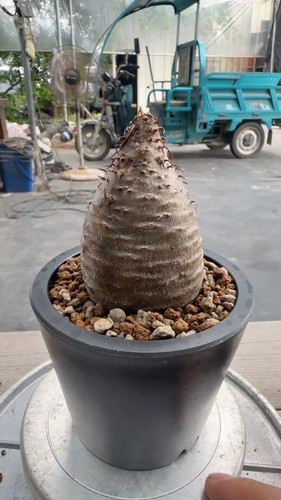Pachypodium rosulatum var