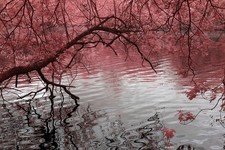 Corpo fotocamera Nikon D3100