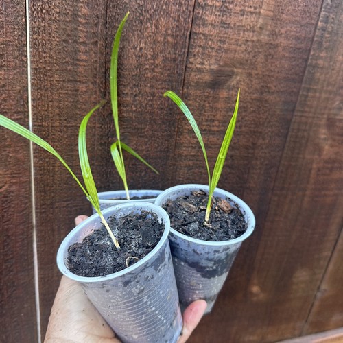 Three plants phoenix - three,
