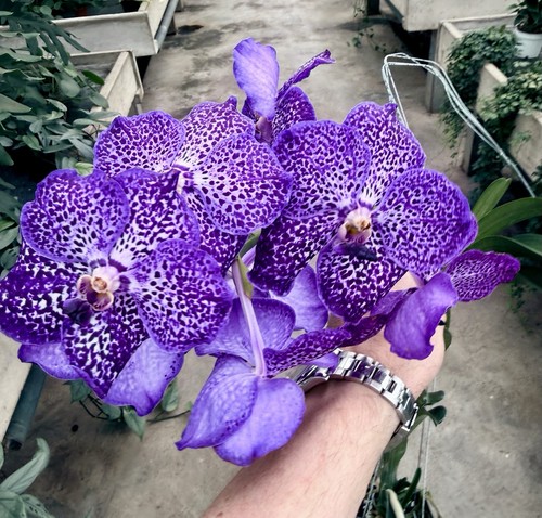 Vanda violet spots select - violet,