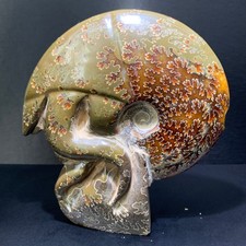 Fetta di conchiglia naturale