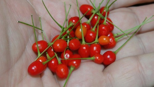 Peperoncino tepin semi - peperoncino,