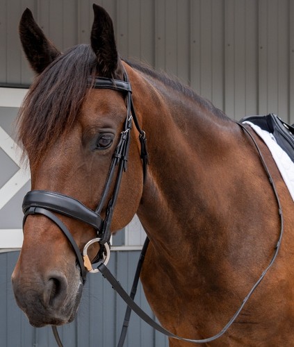 Dressage briglia redini nere - e,