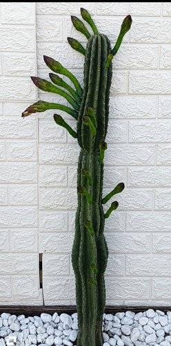 Cactus cereus altezza - cactus,
