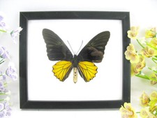 Birdwing m.- vera e bellissima