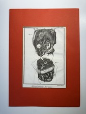 Tavola anatomia reni - anatomia, stampa