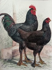 Stampa Antica 1910 LANGSHANS