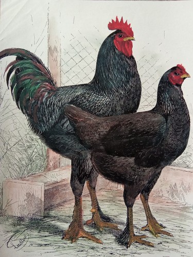 Stampa antica 1910 langshans - stampa,