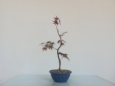 BONSAI ACERO PALMATO