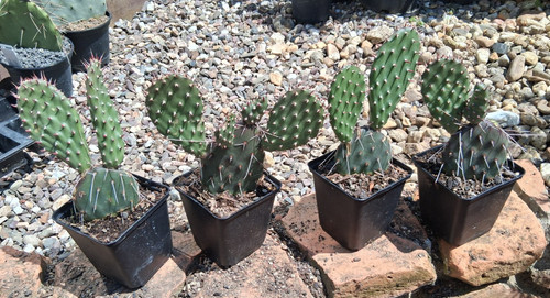 Opuntia phaeacantha dark - opuntia,