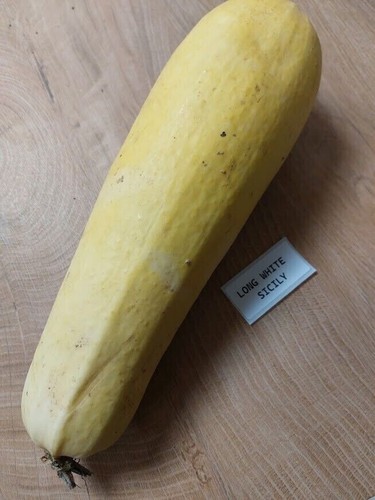 Zucchine long white - zucchine, sicily