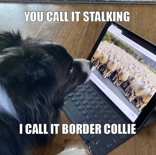 Border collie magnete - border,