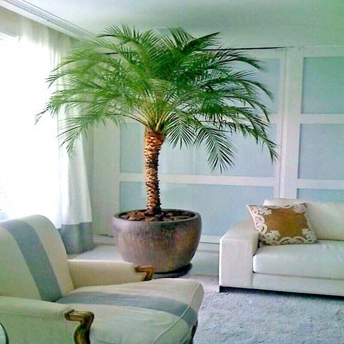 Dwarf pygmy date - date, palm